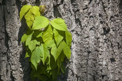 Poison Ivy Removal in Delaware County, PA