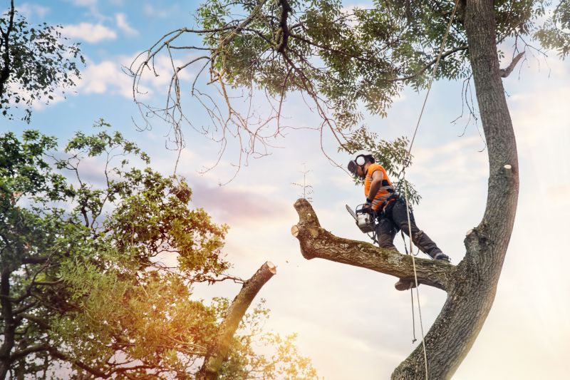 Tree Service Providers