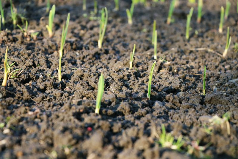 Spring Yard Preparation